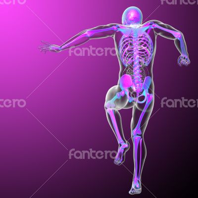 3d render medical illustration of the skeleton 