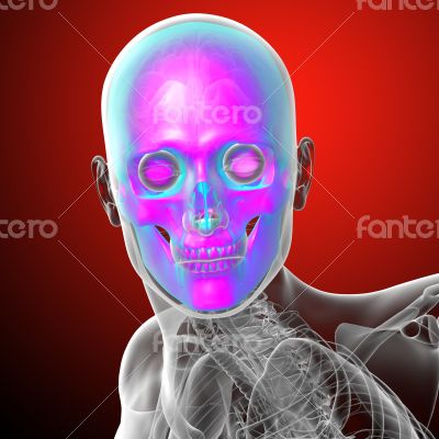 3d render medical illustration of the human skull