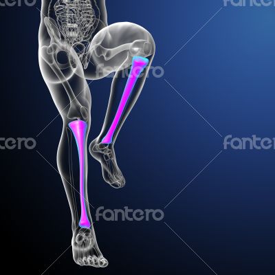 3d render medical illustration of the tibia bone 3d render medical illustration of the tibia bone