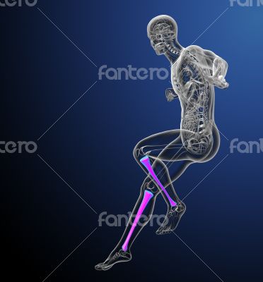 3d render medical illustration of the tibia bone  