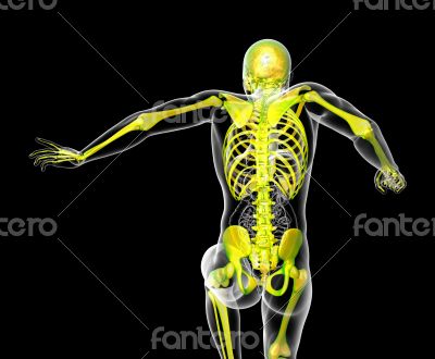  human skeleton 