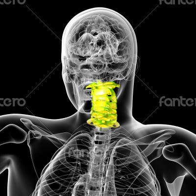 cervical spine 