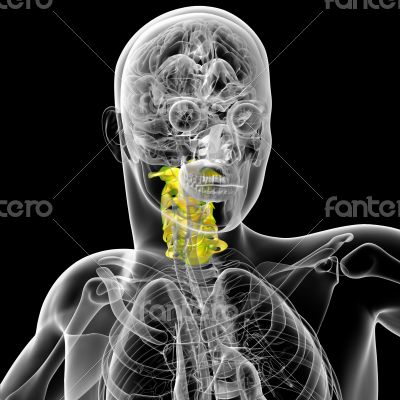 cervical spine cervical spine