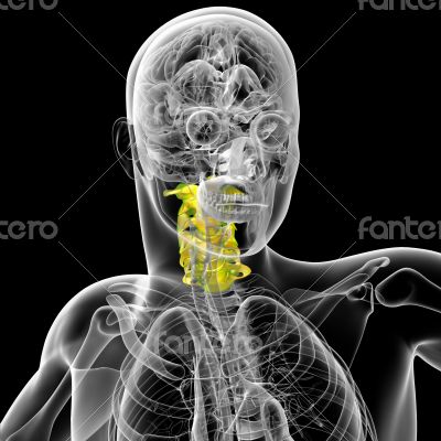 cervical spine 