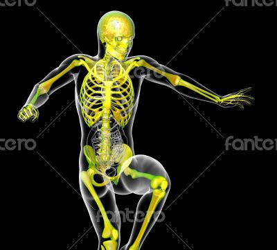human skeleton 