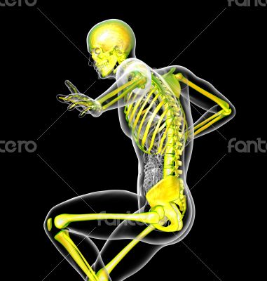 human skeleton human skeleton