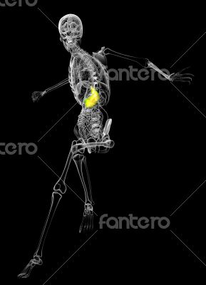 human stomach human stomach