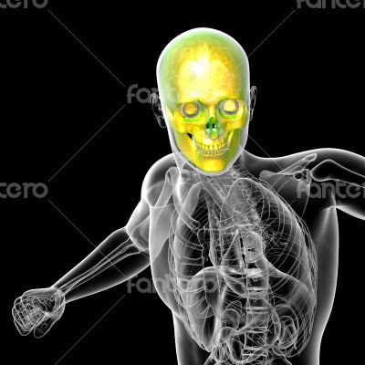 3d render medical illustration of the human skull 