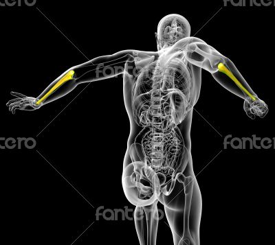 3d render medical illustration of the ulna bone
