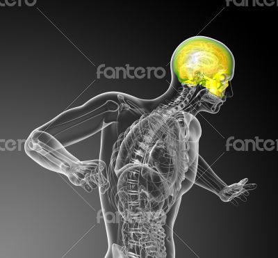 3d render medical illustration of the upper skull 