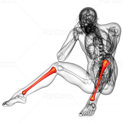 3d render medical illustration of the tibia 