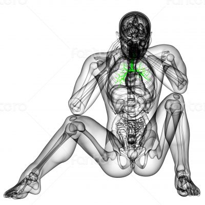 3D medical illustration of the male bronchi