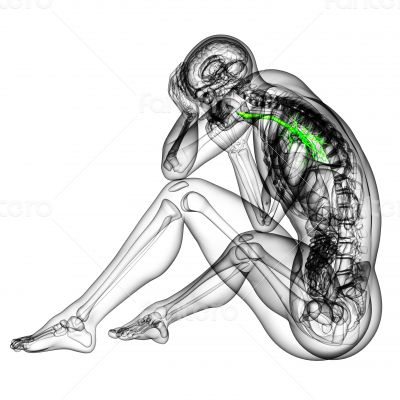 3D medical illustration of the male bronchi