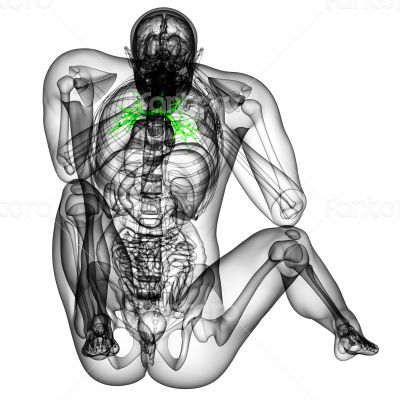 3D medical illustration of the male bronchi