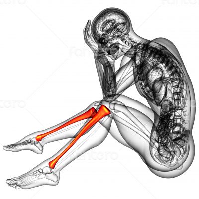 3d render medical illustration of the tibia 