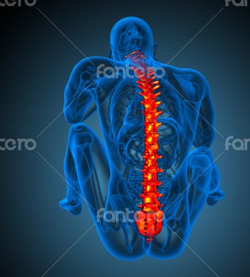 3d render medical illustration of the human spine 