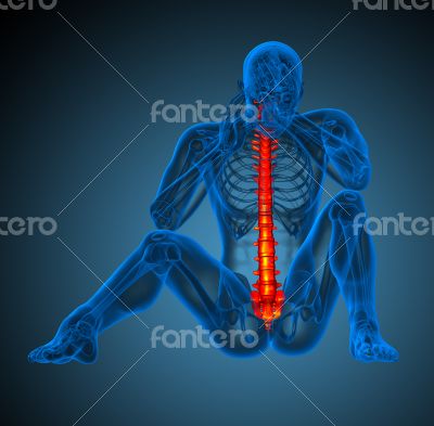 3d render medical illustration of the human spine 