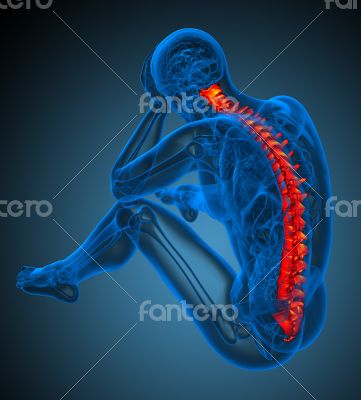 3d render medical illustration of the human spine 