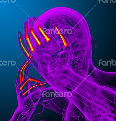 phalanges hand phalanges hand