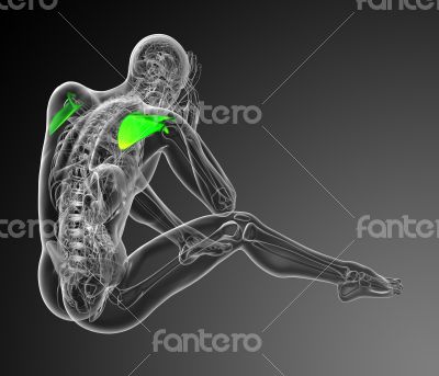 3d render medical illustration of the scapula bone