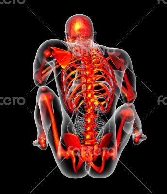 human skeleton human skeleton