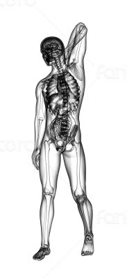 3D medical illustration of the human 