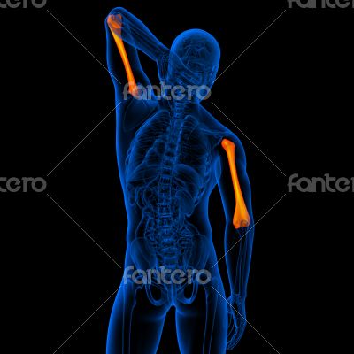 humerus bone 