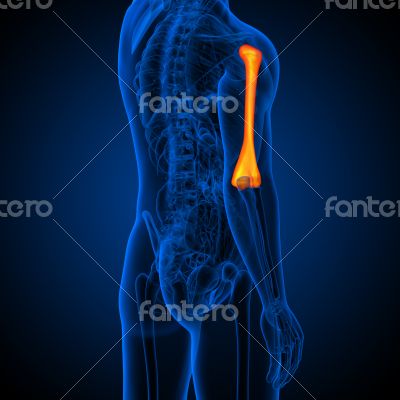 humerus bone 