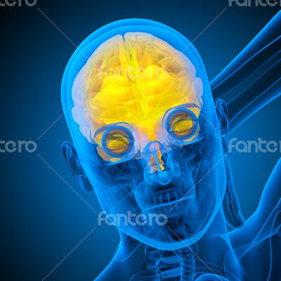 3d render medical illustration of the human brain