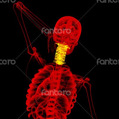 cervical spine 