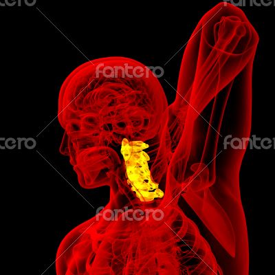 cervical spine 