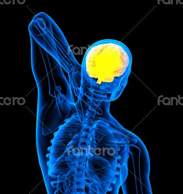 3d render medical illustration of the human brain