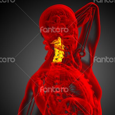 cervical spine 