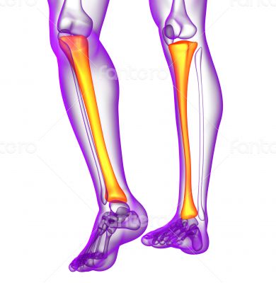 3d render medical illustration of the tibia bone 