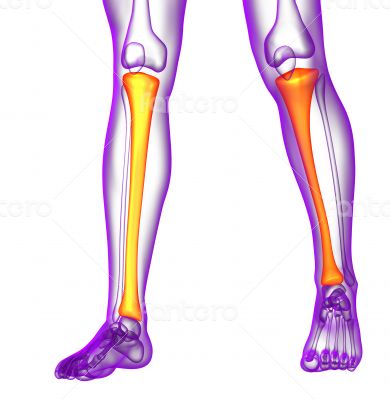 3d render medical illustration of the tibia bone 