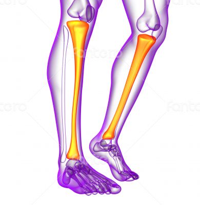 3d render medical illustration of the tibia bone 