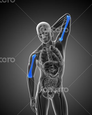 3d render medical illustration of the humerus bone