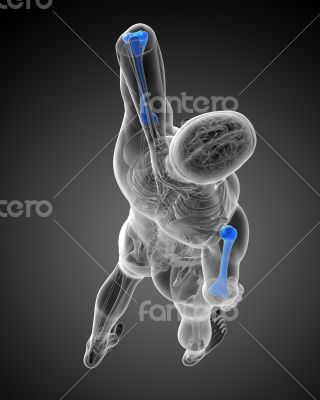 3d render medical illustration of the humerus bone