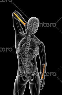 3d render medical illustration of the radius bone 3d render medical illustration of the radius bone