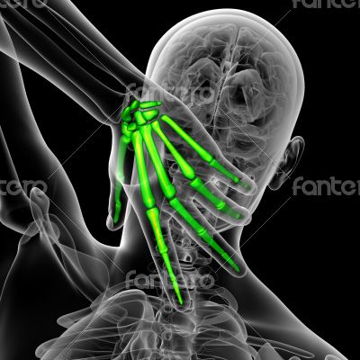 3d render medical illustration of the hand bone