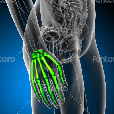 3d render medical illustration of the hand bone