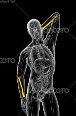 3d render medical illustration of the radius bone