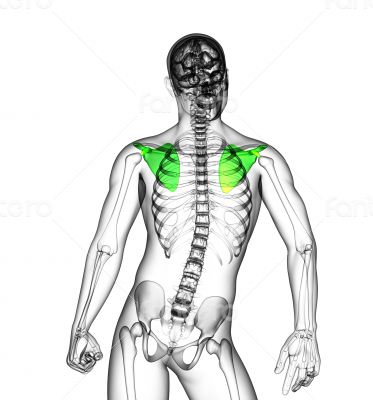 3d render medical illustration of the scapula bone