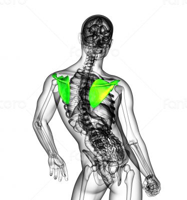 3d render medical illustration of the scapula bone