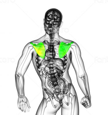 3d render medical illustration of the scapula bone