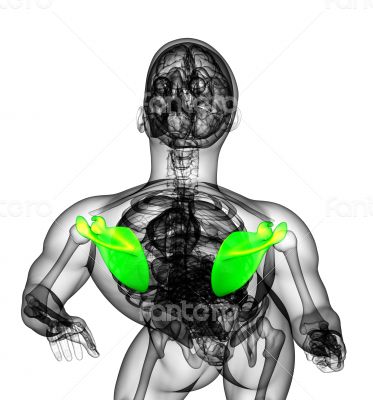 3d render medical illustration of the scapula bone