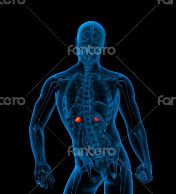 3d render medical illustration of the adrenal