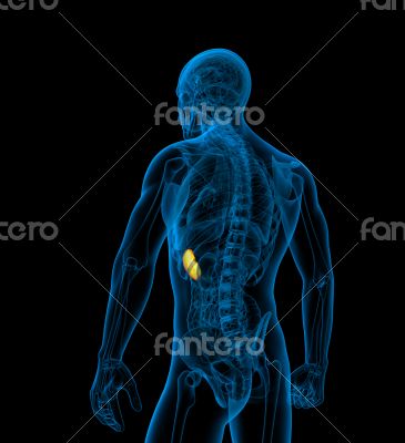 3d render medical illustration of the spleen 