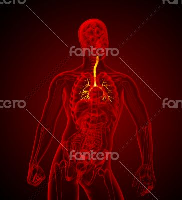 3D medical illustration of the male bronchi