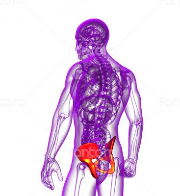 3d render medical illustration of the pelvis bone